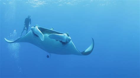 Giant Manta Ray Nursery For Giant Manta Rays Discovered In Gulf Of