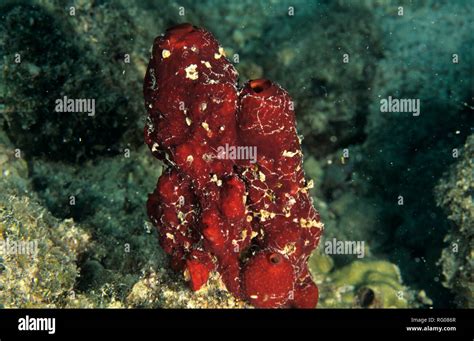 Marine Life Sea Life Ocean Plants Animals Organisms Salt Water