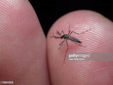 Aedes Aegypti Mosquito Photos And Premium High Res Pictures Getty Images