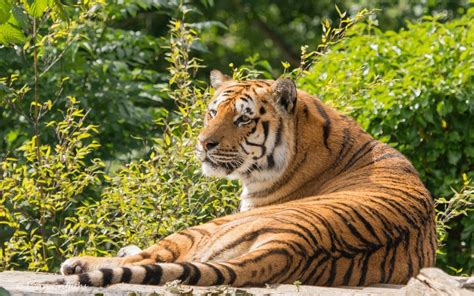 Wallpaper Harimau Margasatwa Kucing Besar Kebun Binatang Rimba