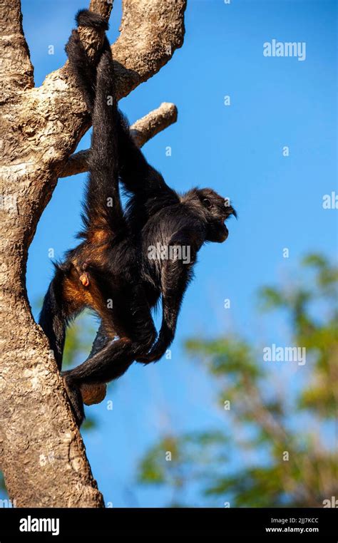 Spider monkey, a primate that has a prehensile tail, very common on the