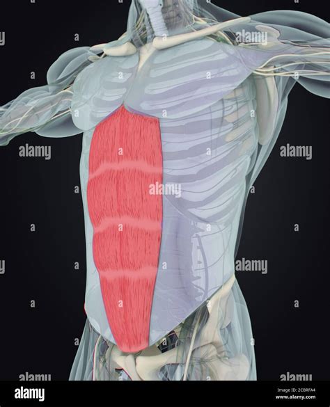 Anatomía Médica Ilustración Muscular Del Recto Abdominal Ilustración