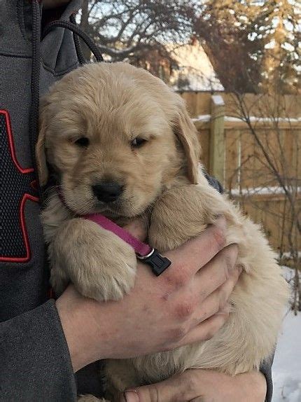 Why buy a golden retriever puppy for sale if you can adopt and save a life? Golden Retriever puppy for Sale in ROLETTE, ND, USA. ADN ...