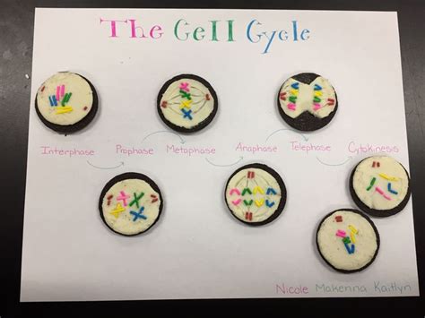Mitosis Biology Classroom Biology Lessons