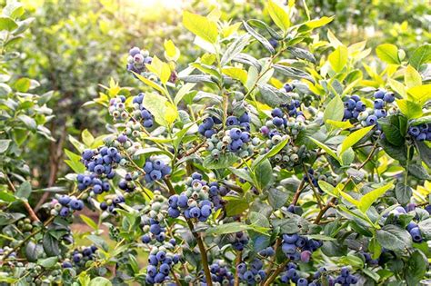How To Grow Buckets Full Of Blueberries No Matter Where You Live Garden