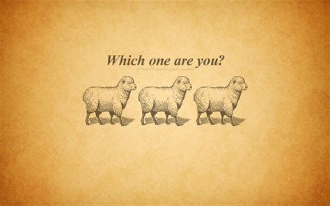 Funny Quotes About Sheep Quotesgram