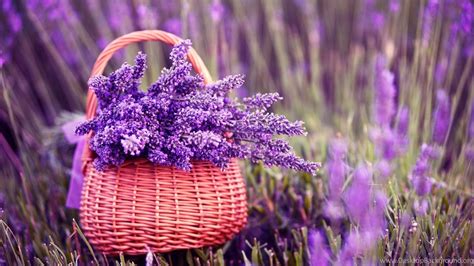 Purple Lavender Flower In Basket Wallpapers Hd For Desktop