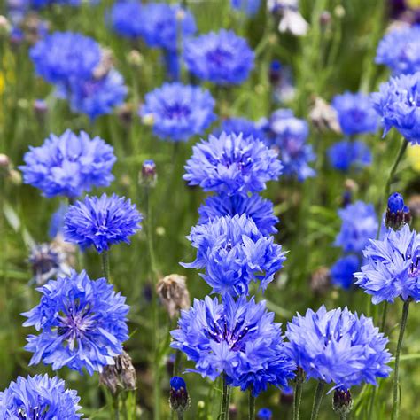 Tall Blue Bachelor Button Cornflower Seeds Everwilde Farms