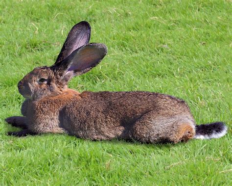 Lapin G Ant Des Flandres Levage Et Vente De Lapins De Race