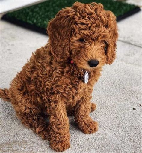 Red Goldendoodles Best Ultimate Guide For You 2024