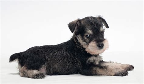 miniature schnauzer dog breed information  pictures livelife