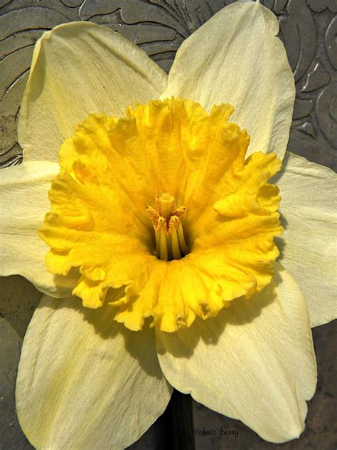 Narcissus Photograph By Chris Berry Fine Art America
