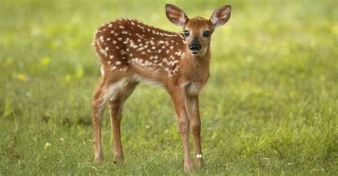 Baby Deer 6 Fawn Pictures And 6 Facts Imp World