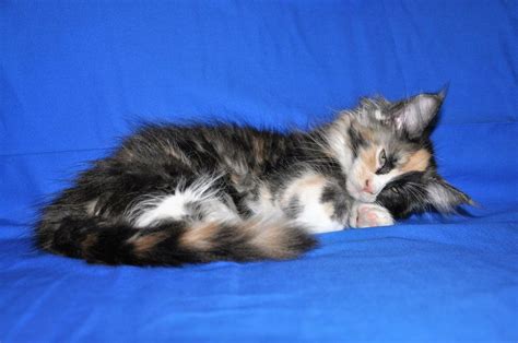 Tabby tracker is the largest public database of lost cats. Pin on EuroCoons Maine Coon Tortie Cats and Kittens