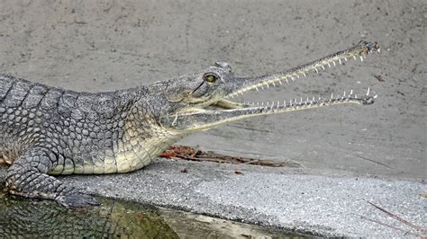 La Zoo Welcomes Critically Endangered Indian Gharials Youtube