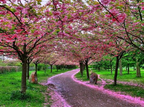 Gambar Bunga Sakura Di Puncak Musim Semi Alam Yang Indah Wallpaper