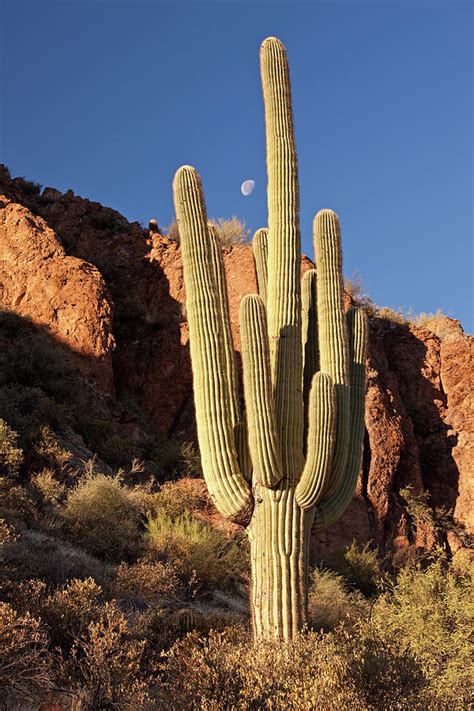 Saguaro Cacti In The Desert Photograph By Imaginegolf Pixels