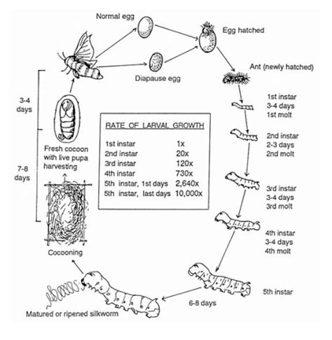 Life Cycle Of A Silk Moth Science Fibre To Fabric 4836670