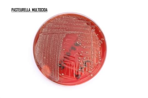 Pasteurella infections result in pneumonia along with septicemia, arthritis, and otitis media. LABORATORIO Y FOTOS MICROBIOLOGÍA: FOTOS PLACAS PETRI ...