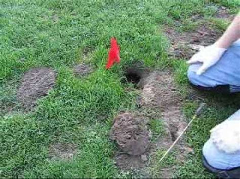 Trap and release here's how to trap a groundhog (humanely): Gopher Trap--Basic Gopher Trapping Techniques - YouTube