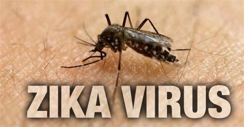 Zika Virus In Cuba Gradually Increases Cuba Headlines Cuba News
