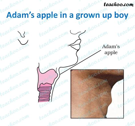 Write Notes On Adams Apple Adolescence Class 8 Science