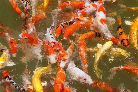 Colorful Koi Fish Feeding Stock Image Image Of Creek 116229481