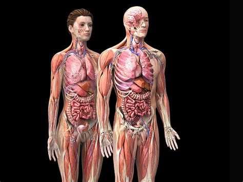 Anatomy Of Female Human Body From The Back Female Muscle Diagram