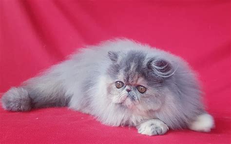 Pin By Rudolf Maťha On Persian Cats Persian Kittens Cat Breeds