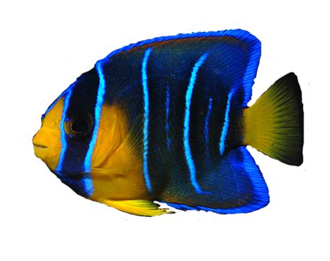 Ocean Fish Png Transparent Image Png Mart