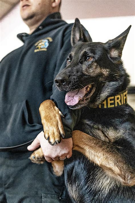 K9 Enzo Macomb County Sheriff Photograph By Lifework Productions