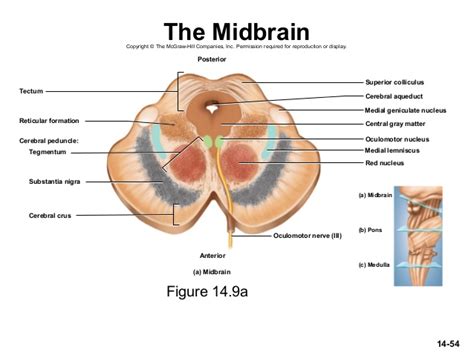 We did not find results for: myneurologytips: Midbrain section