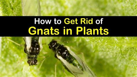 Mow daisies before blooms open to prevent pollination. 4+ Handy Ways to Get Rid of Gnats in Plants in 2020 | How ...