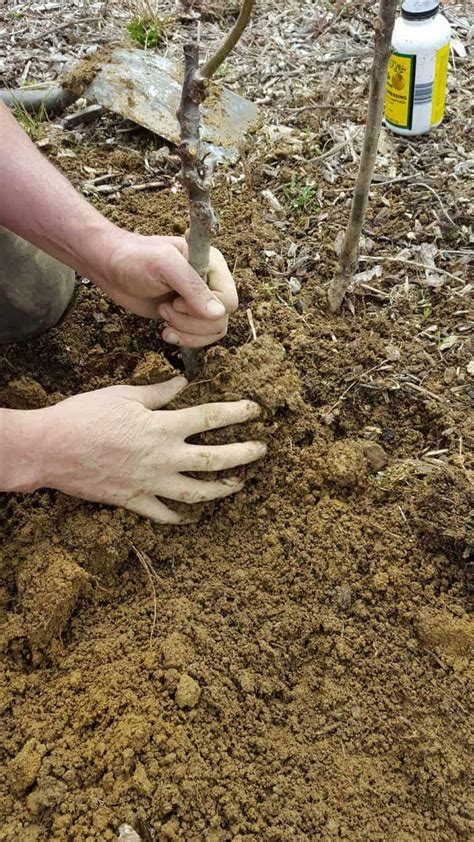 5 Easy Steps To Planting Bare Root Trees Winter Cove Farm