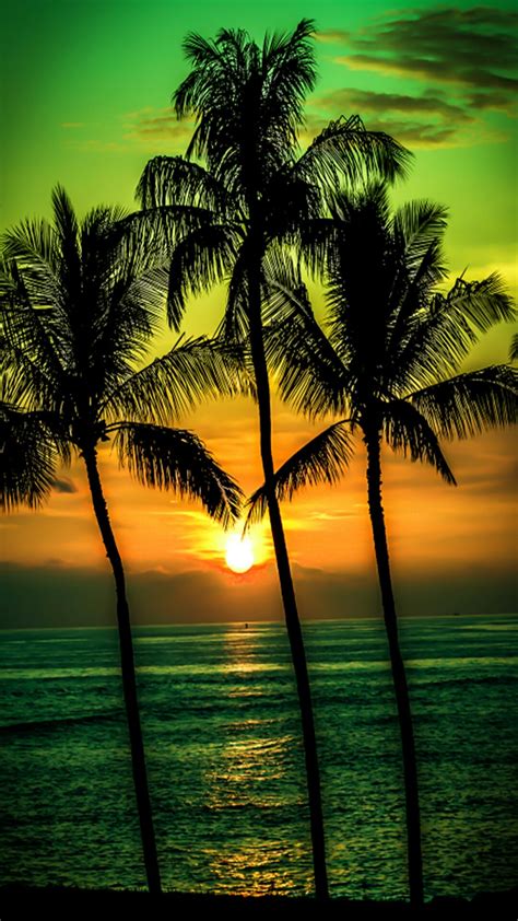 Sunset Palm Trees Wallpaper Images