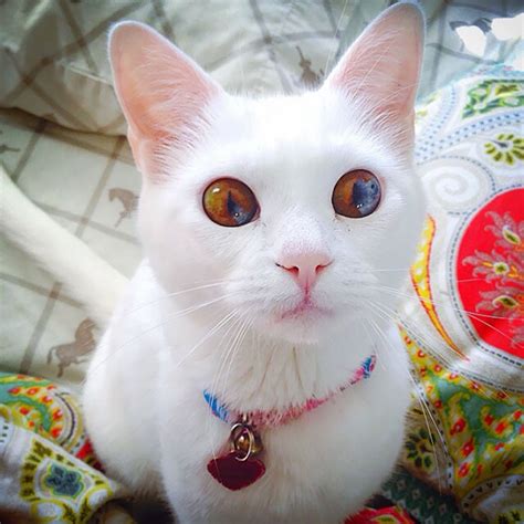 20 Of The Most Beautiful Cats In The World