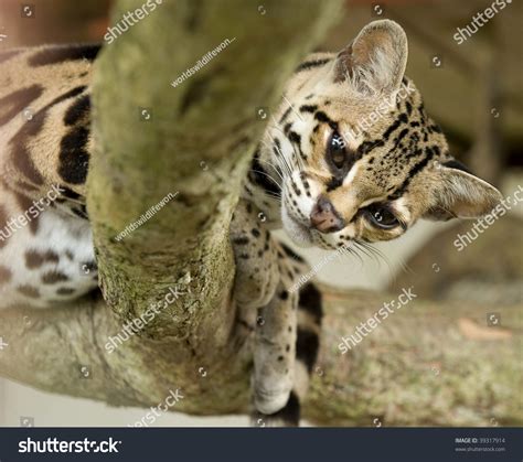 Beautiful Costa Rican Margay Cat Leopardus Stock Photo 39317914