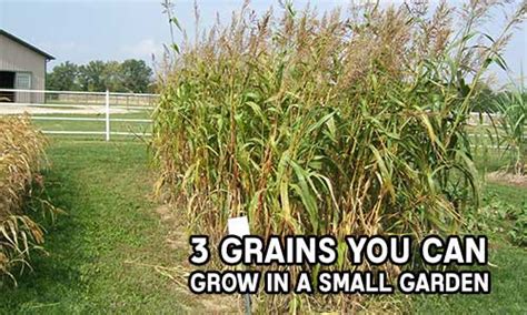 3 Grains You Can Grow In A Small Garden Iseeidoimake