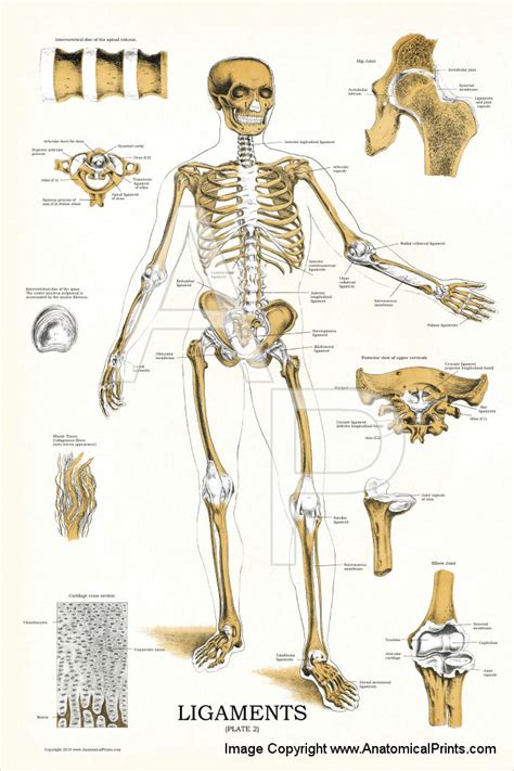Ligaments and Joints Anatomy Chart 24 X 36