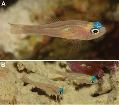 Two New Blue Eyed Gobies From Papua New Guinea Reef Builders The