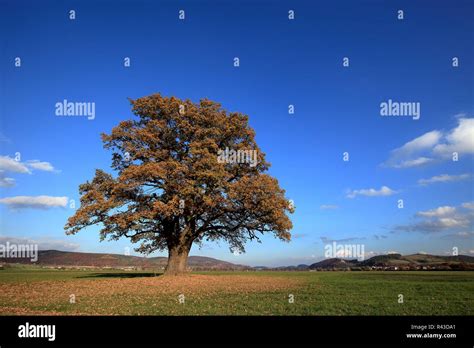 Old Oak Tree In Golden Autumn Stock Photo Alamy