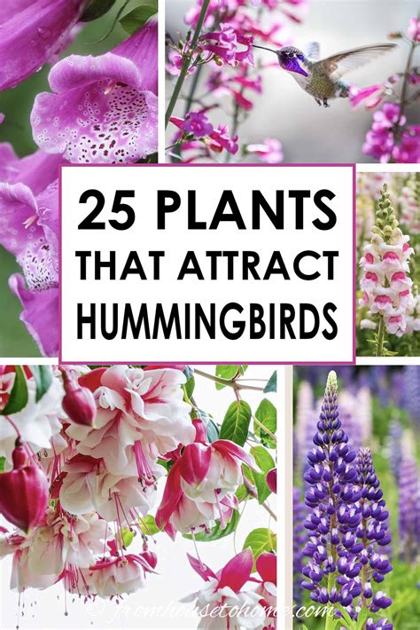 Jun 15, 2020 · plant this tropical native in your garden and you're sure to attract the attention of your favorite fliers. Hummingbird Plants: 25+ Of The Best Flowers That Attract ...