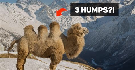Can Camels Have Humps The Myth Of The Three Hump Camel