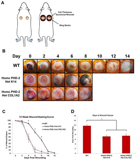 A Schematic Of Stented Full Thickness Excisional Wound Model B