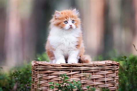 care   british longhair cat mystart