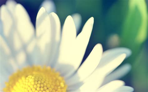 Download beautiful, curated free backgrounds on unsplash. flowers, Green, Yellow, White Wallpapers HD / Desktop and ...
