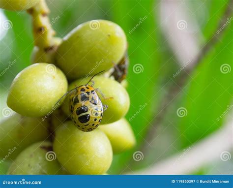 A Little Bug on Seeding of Yellow Palm Tree in Close Up at a Tropical