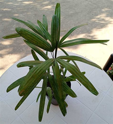 Broadleaf Lady Palm Plant And Decor