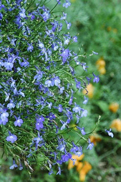 Beautiful Blue Flowers Of Climbing Lobelia Plant Close Up Stock Image