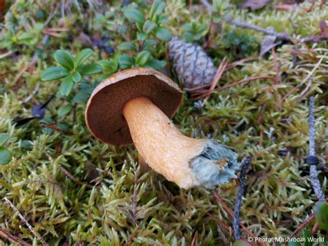 suillus variegatus mushroom world